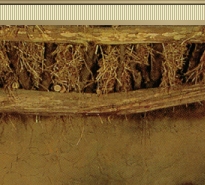 May you have the gladness of Christmas
which is hope; 
the spirit of Christmas which
is peace; 
the heart of Christmas which 
is love.
~Ada V. Hendricks~