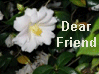 Dear Friend