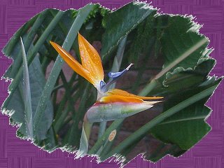 Bird of Paradise