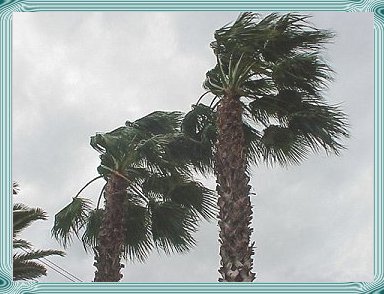 Palms blowing in the wind