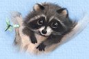 Racoon