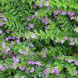 purple heather