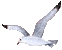 Seagull